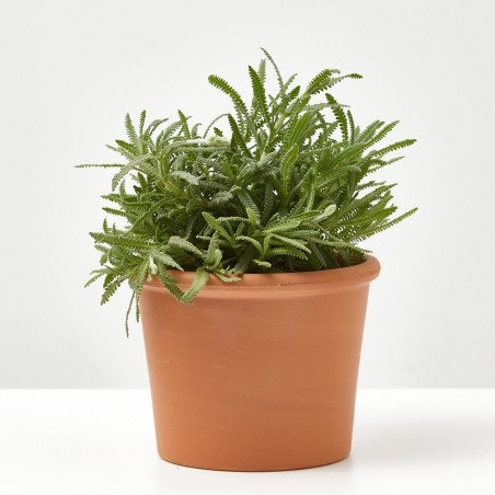 LAVANDA