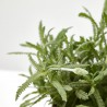 LAVANDA