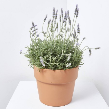 LAVANDA