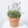 LAVANDA