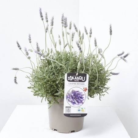 LAVANDA