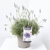 LAVANDA