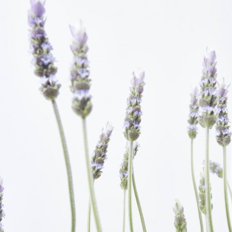 LAVANDA
