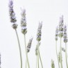 LAVANDA
