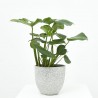 COSTILLA DE ADÁN - MONSTERA DELICIOSA