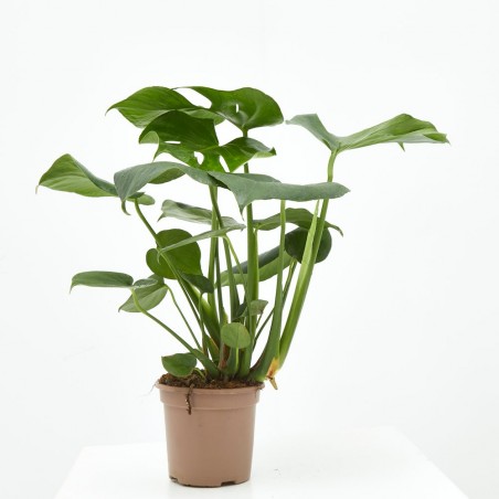 COSTILLA DE ADÁN - MONSTERA DELICIOSA