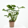 COSTILLA DE ADÁN - MONSTERA DELICIOSA