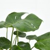 COSTILLA DE ADÁN - MONSTERA DELICIOSA
