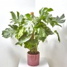 COSTILLA DE ADÁN - MONSTERA DELICIOSA