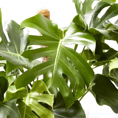 COSTILLA DE ADÁN - MONSTERA DELICIOSA