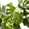 COSTILLA DE ADÁN - MONSTERA DELICIOSA