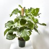 COSTILLA DE ADÁN - MONSTERA DELICIOSA