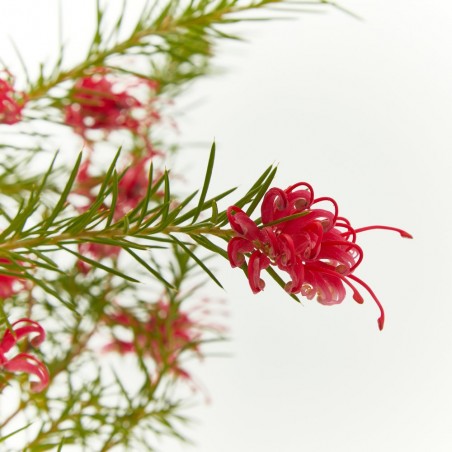 GREVILLEA