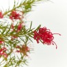 GREVILLEA