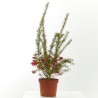 GREVILLEA