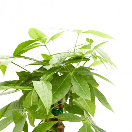 PACHIRA