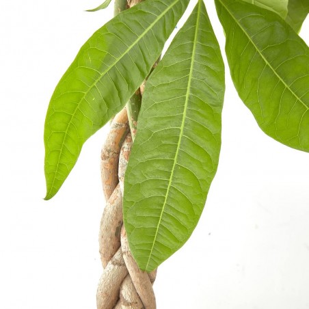 PACHIRA
