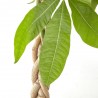 PACHIRA