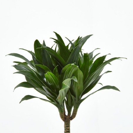 DRACENA COMPACTA