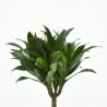 DRACENA COMPACTA