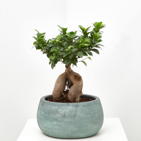 FICUS MICROCARPA TARRINA