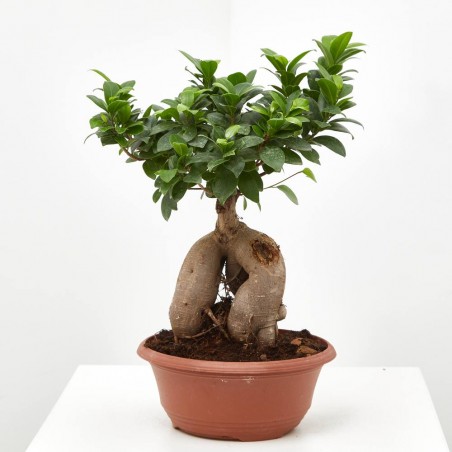FICUS MICROCARPA TARRINA