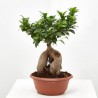 FICUS MICROCARPA TARRINA