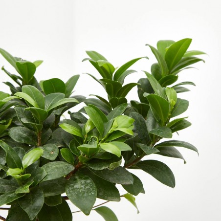 FICUS MICROCARPA TARRINA