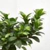FICUS MICROCARPA TARRINA