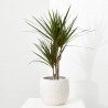 DRACENA MARGINATA
