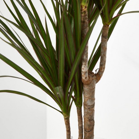 DRACENA MARGINATA