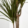 DRACENA MARGINATA