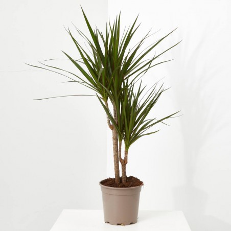 DRACENA MARGINATA
