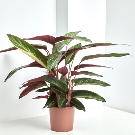 CALATHEA