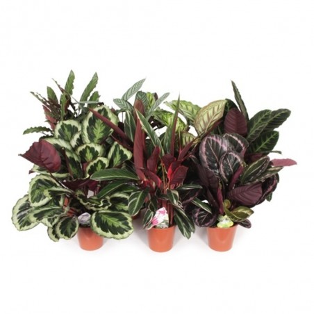 CALATHEA