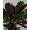 CALATHEA
