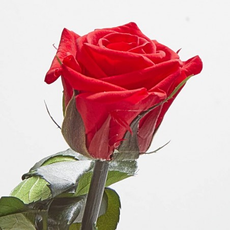 Rosa eterna roja