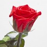 Rosa eterna roja