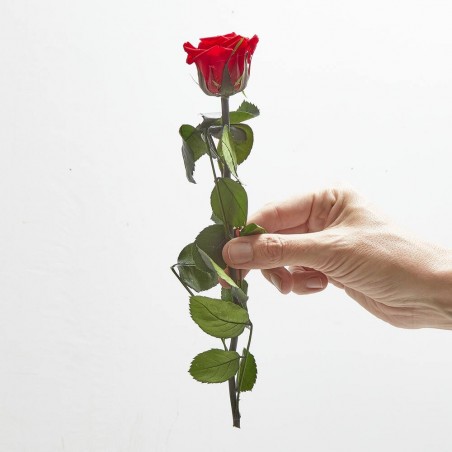 Rosa eterna roja