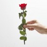 Rosa eterna roja