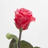 Rosa eterna fucsia