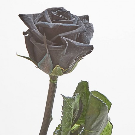 Rosa eterna negra