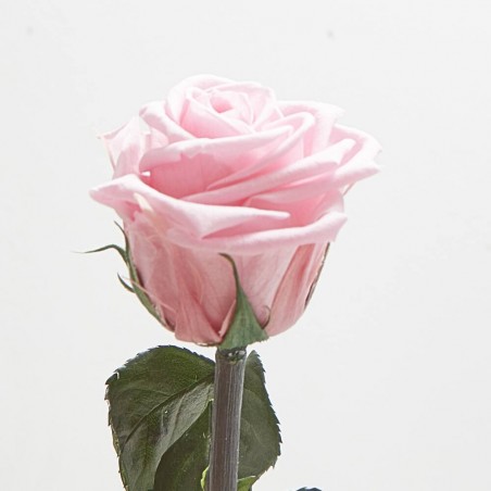 Rosa eterna rosa pastel
