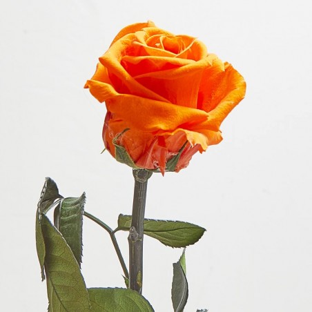 Rosa eterna naranja