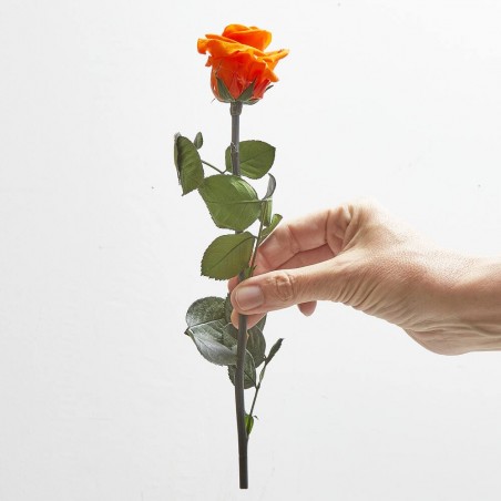 Rosa eterna naranja
