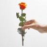 Rosa eterna naranja