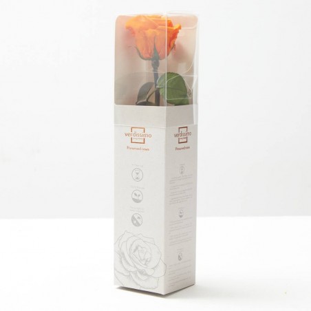Rosa eterna naranja
