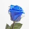 Rosa eterna azul