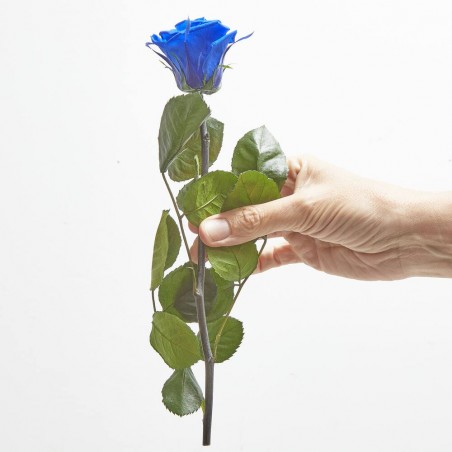 Rosa eterna azul