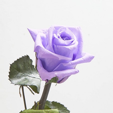 Rosa eterna morada